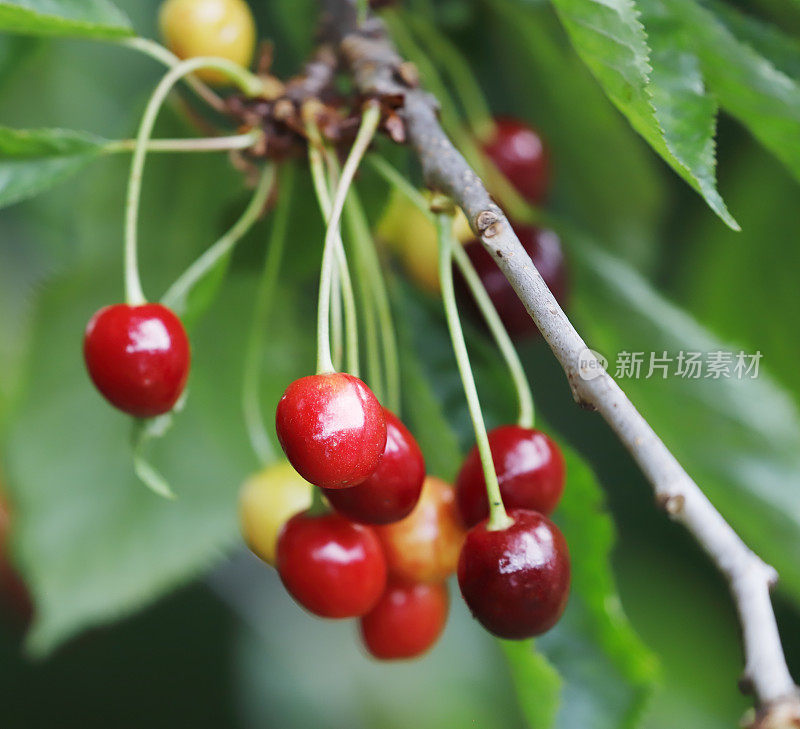 野樱桃(Prunus avium)果实